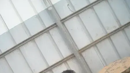 כלבים לאימוץ דחוף תנו לחיות לחיות כלבים לאימוץ דחוף תנו לחיות לחיות