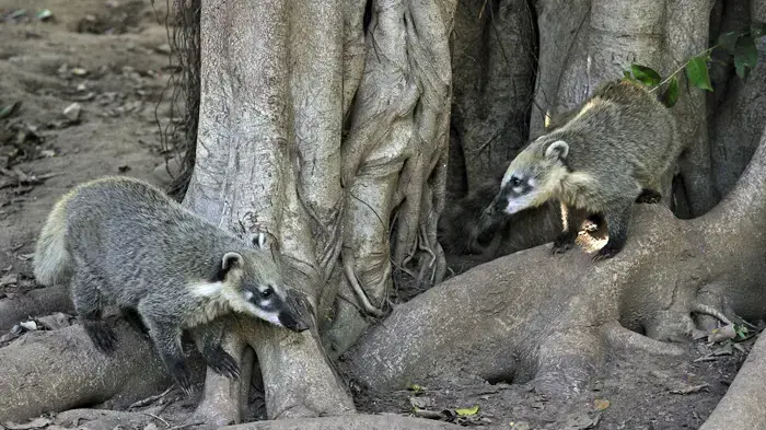 חוטמנים בספארי חוטמנים בספארי