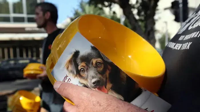 מבצע קערות SOS חיות מבצע קערות SOS חיות