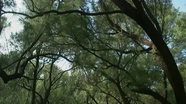 פארק הירקון