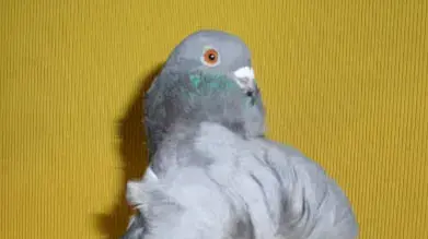 יונה סינית,   תחרות מלכת היופי של היונים 
