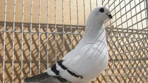דמשקאי בוזי,   תחרות מלכת היופי של היונים 
