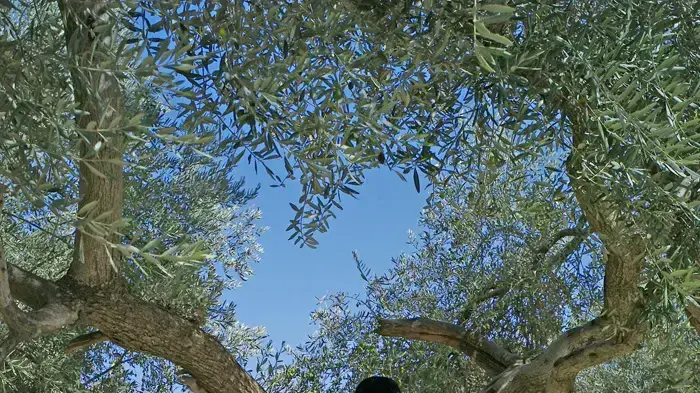 נבי מוסא