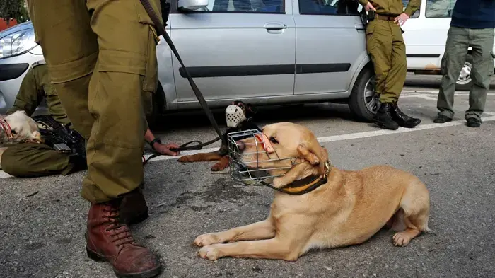 תמונות מהתארגנות המשלחת להאיטי: חיסונים, כלבי יחידת "עוקץ" ורישום