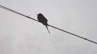 ציפור יושבת על כבל חשמל על רקע הערפל ההודי