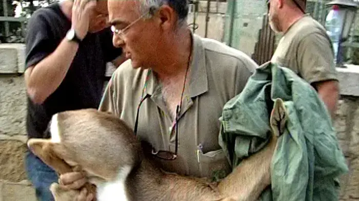 מבצע במבי הסתיים במטח אבנים