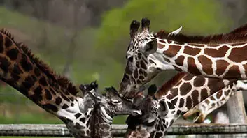 הג'ירפה ג'מאלה, מציגה את תינוקה החדש לשאר העדר, בספארי בסנטה רוזה, קליפורניה