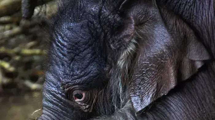 גור הפילים האסייתי בימאס ואמו סינתיה בגן החיות בברלין
