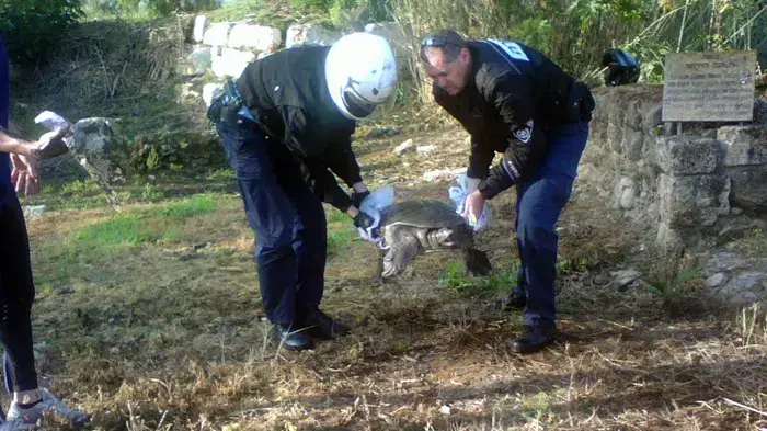 אזרחים ושוטרים מצילים חיי צב מים ענק 