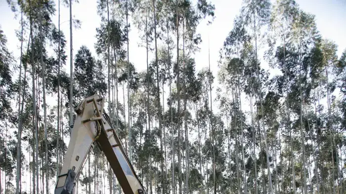 כריתת יער גשם בברזיל כריתת יער גשם בברזיל