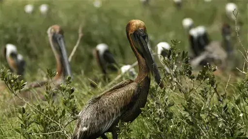 שקנאי מכוסה בנפט במפרץ מקסיקו