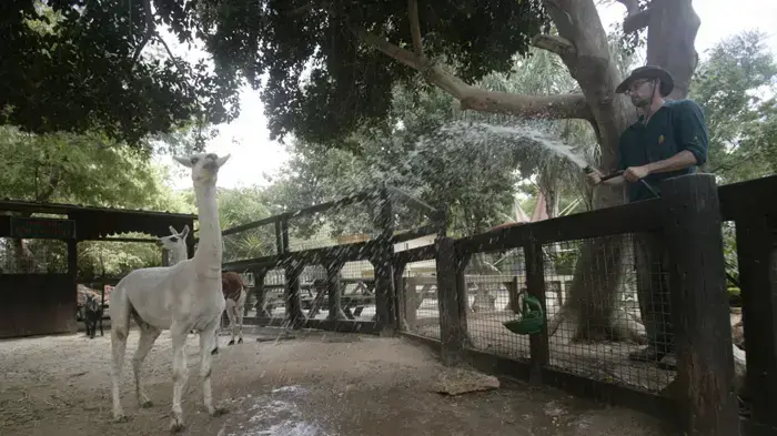 בעלי חיים בשרב בספארי ברמת גן יוני 2010       