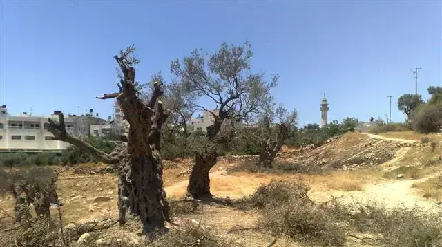 מתנחלים ופלסטינים כורתים עצי זית ביהודה ושומרון יולי 2010