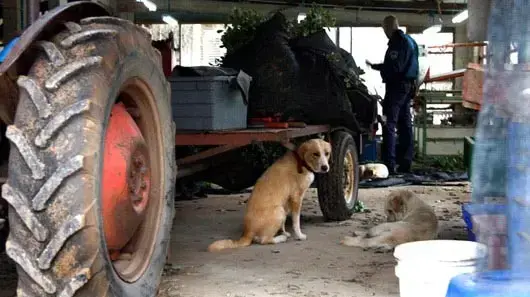 משטרת בעלי החיים של כפר סבא משטרת בעלי החיים של כפר סבא