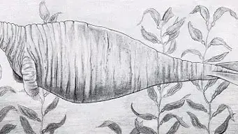 איור של פרת ים מהמאה ה-18 איור של פרת ים מהמאה ה-18