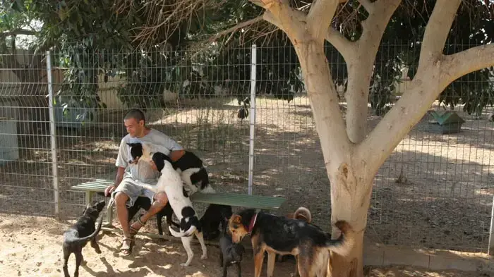 צער בעלי חיים רחובות