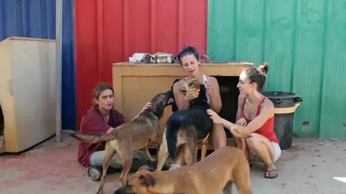 צער בעלי חיים רחובות