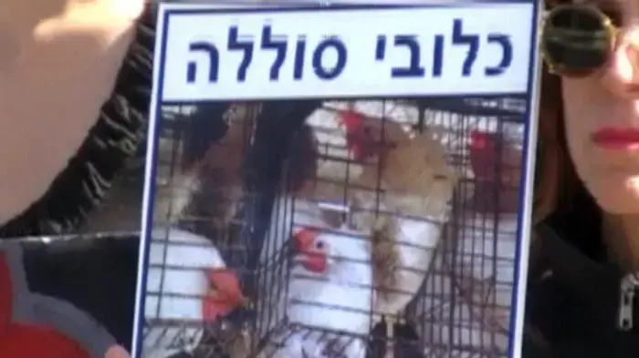 הפגנה נגד תנאי ההחזקה של תרנגולות בלולים