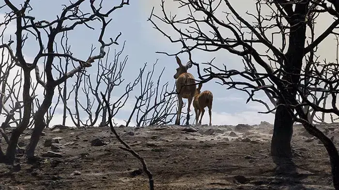 איילה והצאצא שלה באזור השרוף של מדבר מוג'אב בקליפורניה 