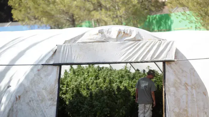 גידול של מריחואנה רפואית לחולי סרטן על ידי חברת תיקון עולם