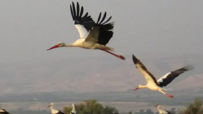 נדידת חסידות מעל שמי ישראל, בדרכן מאירופה לאפריקה- אוגוסט 2010 נדידת חסידות מעל שמי ישראל, בדרכן מאירופה לאפריקה- אוגוסט 2010