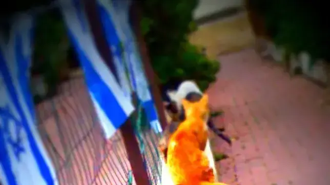 צ'ינצ'ילות עם אורי ויערה
