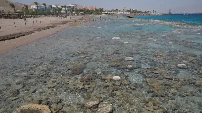 תופעת שפל שיא בשונית האלמוגים באילת