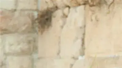 ברכת הכהנים ברחבת הכותל המערבי, ספטמבר 2010               