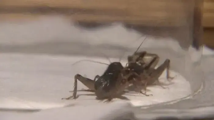 קרבות הצרצרים פופולארים מתמיד בסין