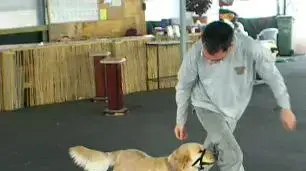 המאלף שי מולדובן         