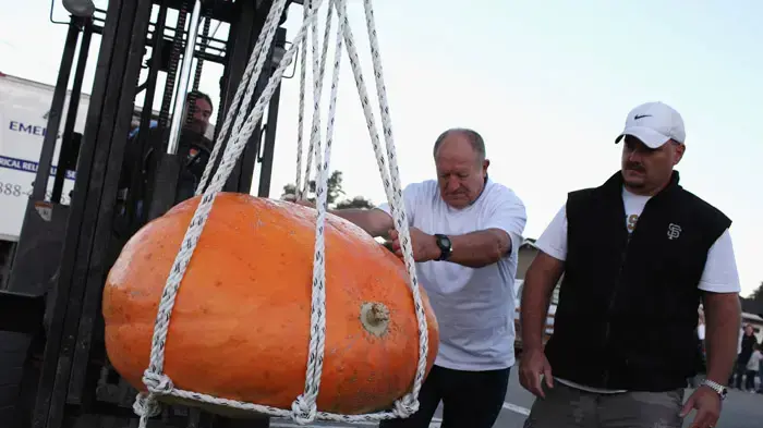 תחרות גידול דלעת  קליפורניה ארה"ב