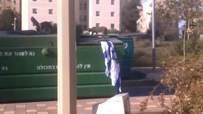 דגל ישראל זרוק בפח בכפר הסטודנטים של האוניברסיטה העברית דגל ישראל זרוק בפח בכפר הסטודנטים של האוניברסיטה העברית