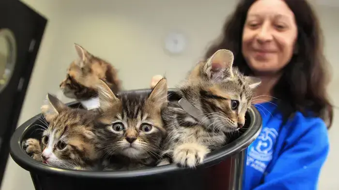 חתלתולים במקלט לכלבים וחתולים עזובים בלונדון בעת ביקור קמילה פרקר בואלס הדוכסית מקורנוול, אוקטובר 2010 חתלתולים במקלט לכלבים וחתולים עזובים בלונדון בעת ביקור קמילה פרקר בואלס הדוכסית מקורנוול, אוקטובר 2010