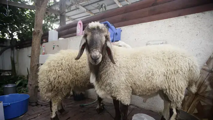 הכנות לחג הקורבן בטייבה, נובמבר 2010 הכנות לחג הקורבן בטייבה, נובמבר 2010