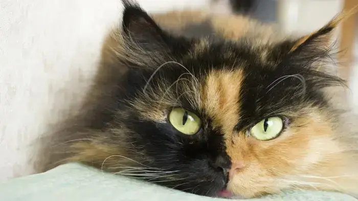 חתול פרסי חתול פרסי