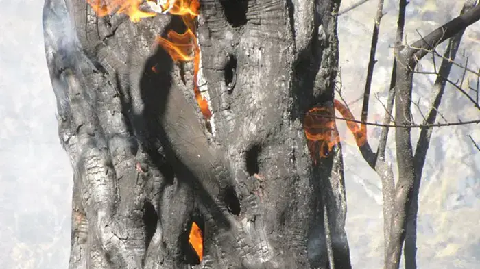 שריפה בכרמל, תמונות גולשים