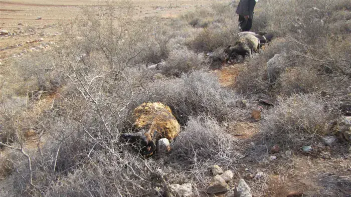 כבשים פלסטיניות נשרפו ליד שכם