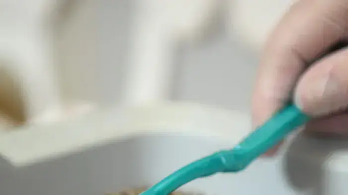 סירוק קיפוד במברשת שיניים בזמן רחצה 