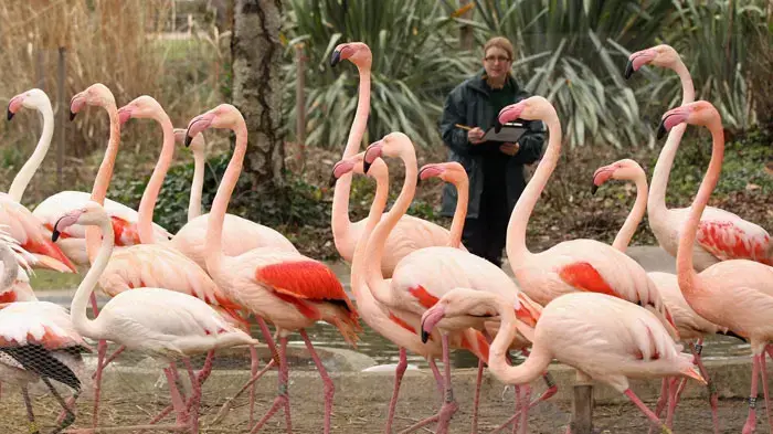 ספירת מלאי בעלי החיים בגן החיות של לונדון