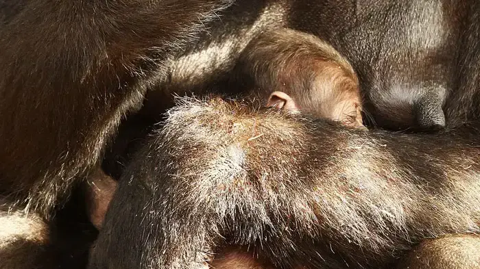 קיפנזי, גור גורילה מסוג השפלה המערבית עם אימו קריבה בגן החיות טארונגה בסידני, אוסטרליה, 25 ינואר 2011 קיפנזי, גור גורילה מסוג השפלה המערבית עם אימו קריבה בגן החיות טארונגה בסידני, אוסטרליה, 25 ינואר 2011
