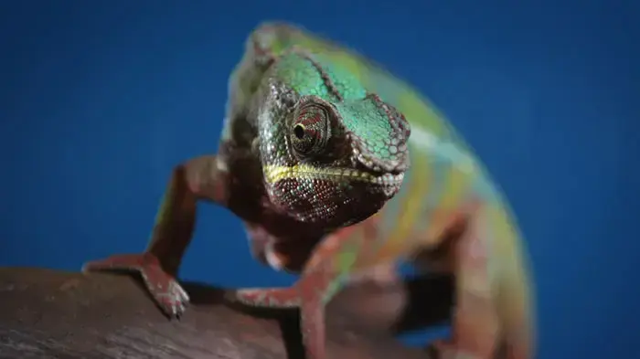 תחנת הסגר לחיות בנמל התעופה הית'רו בלונדון   
