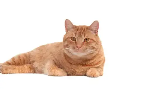 אילוסטרציה אילוסטרציה