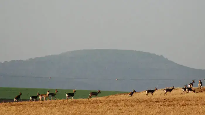 ספירת צבאים בצפון הארץ, ינואר 2011 ספירת צבאים בצפון הארץ, ינואר 2011