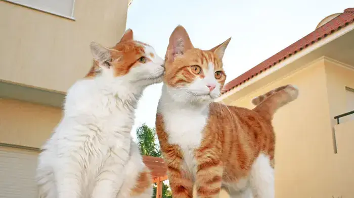 זוג חתולים ג'ינג'ים בחצר זוג חתולים ג'ינג'ים בחצר