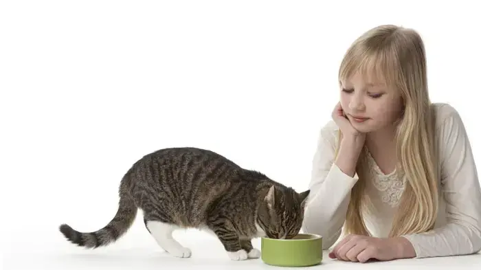 נערה בחולצה לבנה מביטה בחתול אפור אוכל מתוך קערה ירוקה נערה בחולצה לבנה מביטה בחתול אפור אוכל מתוך קערה ירוקה