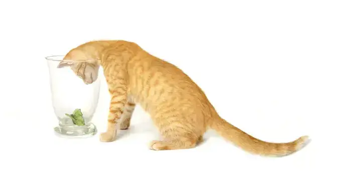 חתול ג'ינג'י מכניס את הראש לתוך אגרטל זכוכית חתול ג'ינג'י מכניס את הראש לתוך אגרטל זכוכית