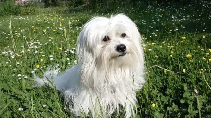 coton de tulear לבן בשדה ירוק