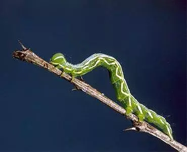הנטיה המינית של התולעים