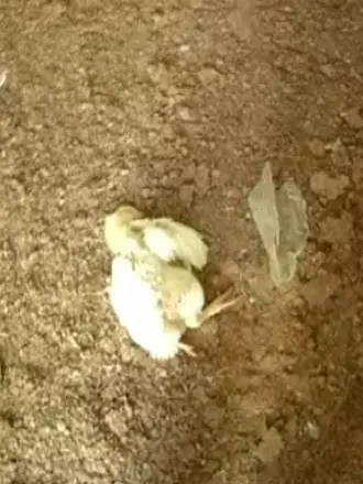 שני פעילי חמאס נהרגו מאש צה"ל, פצמ"רים בעוטף עזה