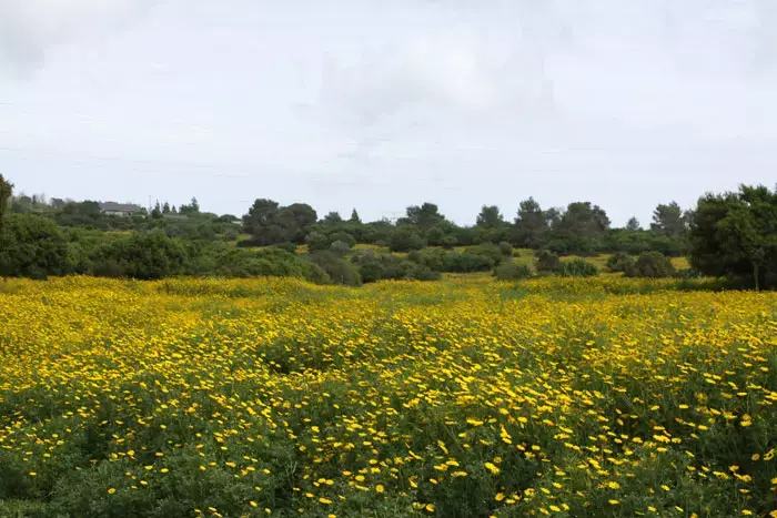 מזג האוויר לשבת: התחממות, גשם מקומי בצפון